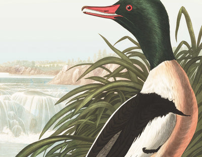 Harle de Mottled (Canard de mer) par John James Audubon, 1827 