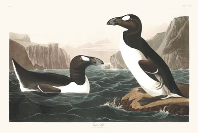 Great Auk (Extinct Penguin) by John James Audubon, 1827