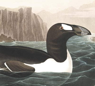 Great Auk (Extinct Penguin) by John James Audubon, 1827