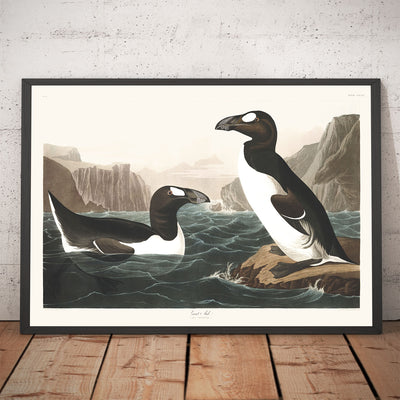 Great Auk (Extinct Penguin) by John James Audubon, 1827