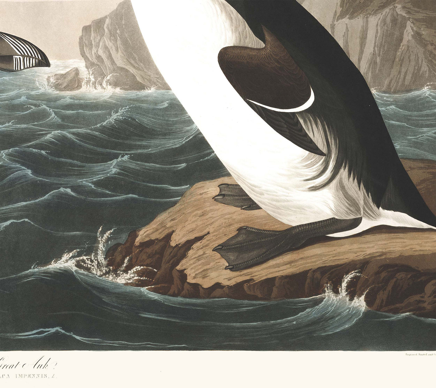 Great Auk (Extinct Penguin) by John James Audubon, 1827