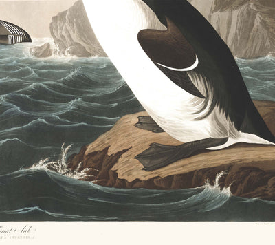 Great Auk (Extinct Penguin) by John James Audubon, 1827