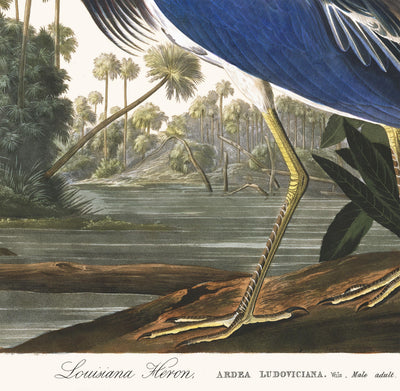 Louisiana Heron by John James Audubon, 1827 - Personalised Fine Art