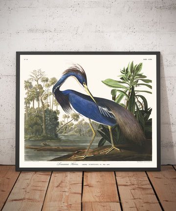 Héron de Louisiane par John James Audubon, 1827 - Art Fin Personnalisé 