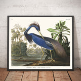 Louisiana-Heron von John James Audubon, 1827 - Personalisierte Kunst 